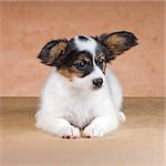 Puppy of breed papillon on a  beige background