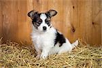 Papillon puppy sitting on a straw on a background of wooden boards