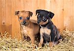 Two Russian Toy Terrier puppies  on a straw on a background of wooden boards