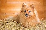 Pomeranian dog on a straw on a background of wooden boards