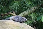 Rhinoceros Iguana (Cyclura cornuta) resting on a stone