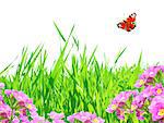 Summer frame with green leaves, flowers and butterfly. Isolated over white