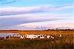 beautiful landscape in Drenthe at sunrise, Netherlands