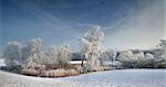 Wintry Landscape with trees covered in frost. Rural Denmark.