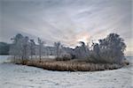 Wintry Landscape with trees covered in frost. Danish farmland.