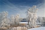 Frozen tree branches in wintry Denmark.