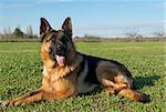 portrait of a  purebred german shepherd outdoors