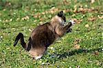 beautiful purebred siamese cat catching a mouse