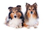 portrait of a purebred shetland dogs in front of white background