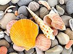 Sea shells with stone as background