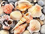 Sea shells with stone as background