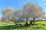 An old and very beautiful almond tree in bloom.