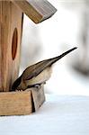 A bird Chickadee in winter eating from birdhouse feeder.