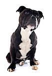 portrait of a staffordshire bull terrier in front of white background