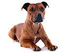 portrait of a staffordshire bull terrier in front of white background