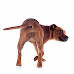 back  of a staffordshire bull terrier in front of white background