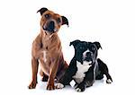 portrait of two  staffordshire bull terrier in front of white background