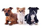 portrait of a staffordshire bull terriers and chihuahua in front of white background