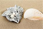 two pearl earrings and shells on sand background