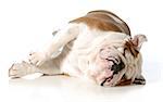 dog sleeping - english bulldog laying on side with eye closed isolated on white background