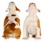 puppy looking up from the front and back view - english bulldog