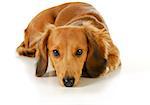 miniature dachshund with head down resting isolated on white background