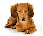 dog resting - long haired miniature dachshund laying down resting isolated on white background