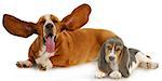 two basset hounds with silly expressions on white background