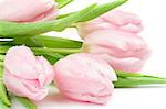 Five Beautiful Spring Pink Tulips with Droplets closeup on white background