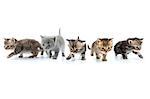 Group of little kittens walking towards together. Studio shot. Isolated over whitÑ? background.