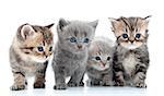 Portrait of group of young Scottish cats . Studio shot. Isolated.