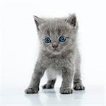 Small 1 month old Scottish straight kitten walking towards. Studio shot.