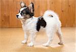 Papillon Puppy standing on floor on wooden background