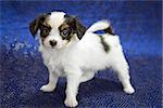 Puppy of breed papillon on a  blue background