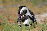 Pair of African penguins (Spheniscus demersus), Western Cape, South Africa