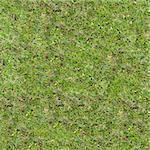 Fresh Spring Grass. Seamless Tileable Texture.