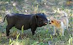 little black piggy and puppy chihuahua in the nature
