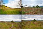 Hill Of Tuscany with Vineyard in the Chianti Region, Set