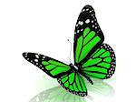 Beautiful green butterfly Isolated on white background. 3D illustration