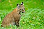 Lynx Sitting in Grass, Wildpark alte Fasanerie Hanau, Hesse, Germany