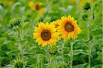 Sunflowers in Field, Bavaria, Germany