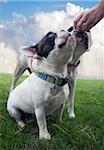 Old English Bulldog and French Bulldog receiving a snack