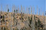 Landscape of dead trees fallen by bark beetles in autumn in the Bavarian forest, Bavaria, Germany