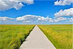 Path through Meadow in the Summer, Westerhever, Tating, Schleswig-Holstein, Germany