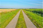 Path through Fields in the Summer, Toenning, Kating, Schleswig-Holstein, Germany