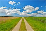 Path through Fields in the Summer, Toenning, Kating, Schleswig-Holstein, Germany