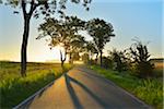 Country Road with Morning Mist, Summer, Toenning, Schleswig-Holstein, Germany