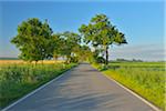 Country Road in the Morning, Summer, Toenning, Schleswig-Holstein, Germany