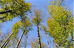 Landscape of a European Beech or Common Beech (Fagus sylvatica) forest in early autumn, Bavaria, Germany.