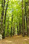 Landscape of a European Beech or Common Beech (Fagus sylvatica) forest in early summer, Bavaria, Germany.